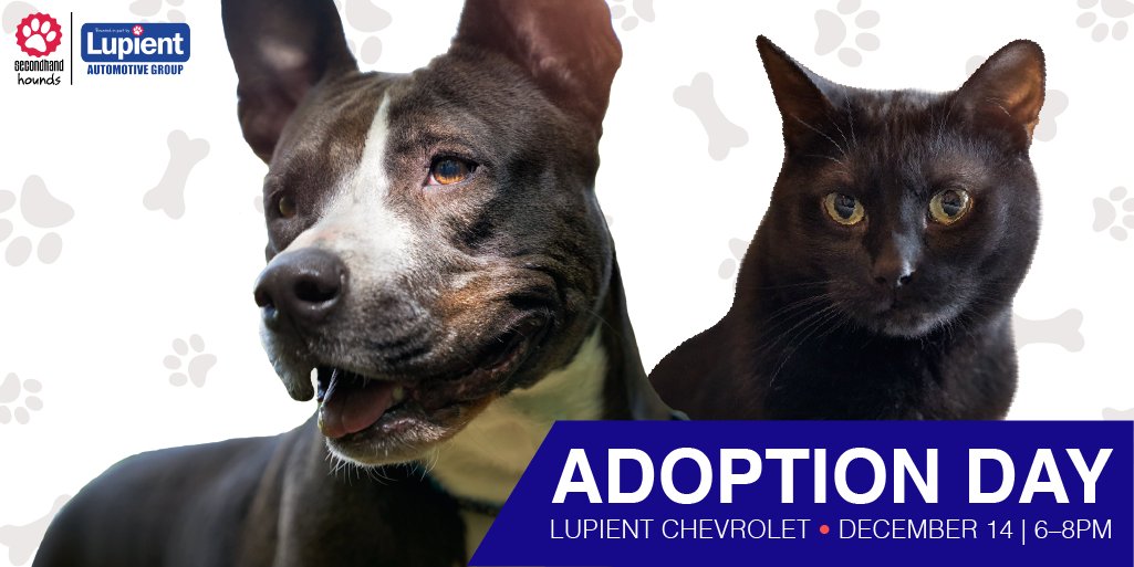LupientAuto's tweet photo. It won't be ruff to find the PAWfect #gift for your family this holiday! Tomorrow, join us &amp; our partners @SHHAnimalRescue for our last #adoption event of 2017! https://t.co/oRelSZUSUe