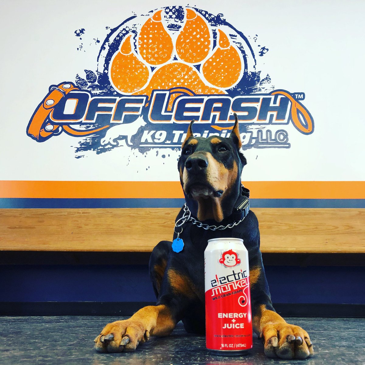 If @OLK9GA is good enough for @SHAQ then it’s good enough for us! #Doberman #OffLeashK9 #Atlanta #BestBreed #BestDrink #BestTrainer #Dog