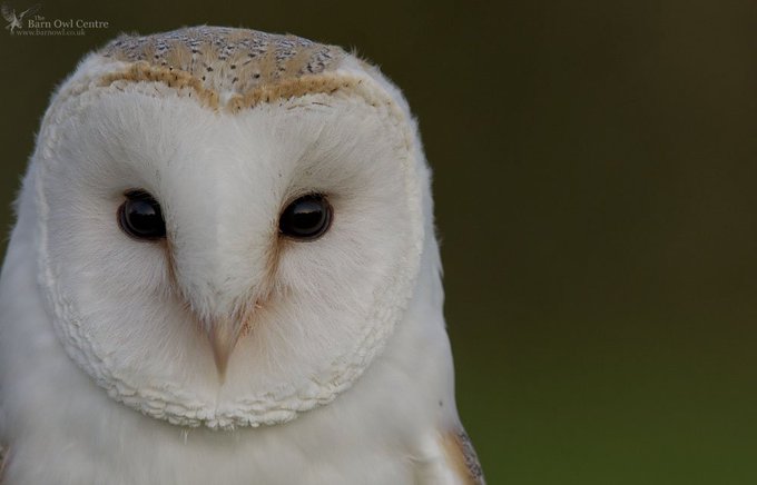 Barn Owl Centre Twitter Photos On Twiends
