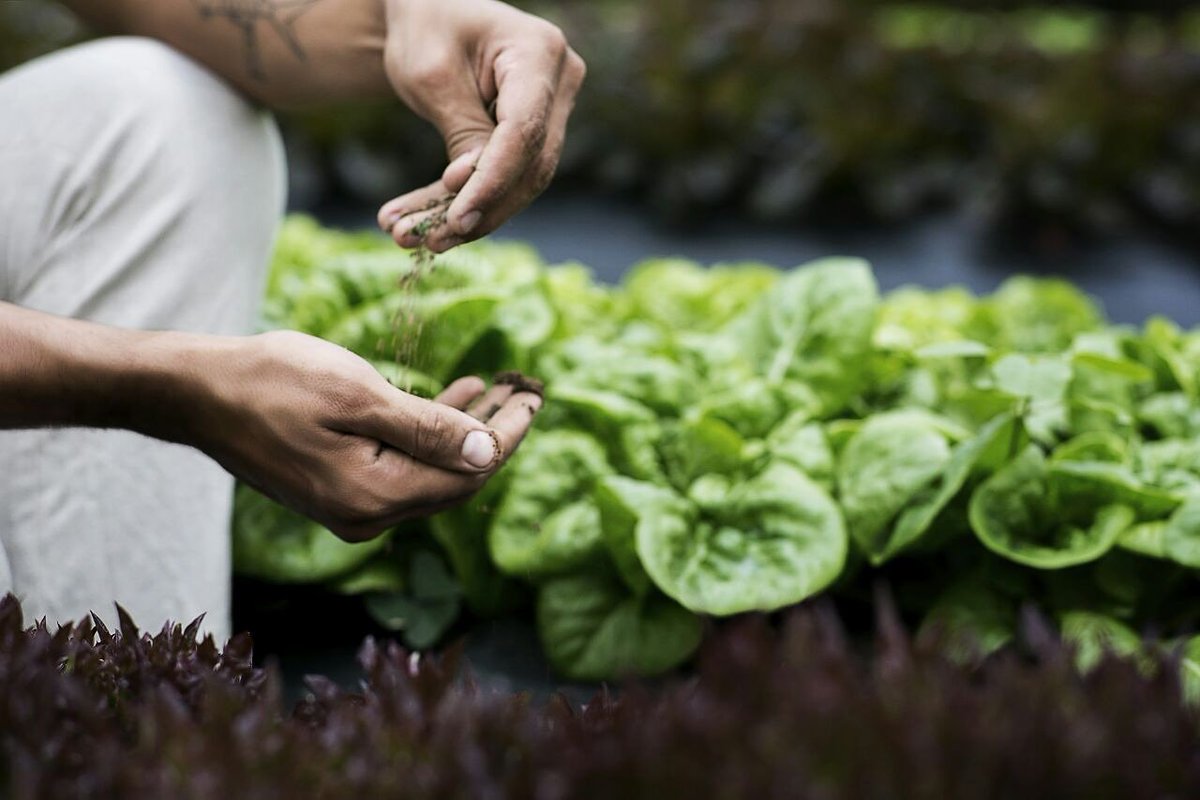 Terra Madre.

@biomacozinhabr <a href="/feseino/">Fernanda Seino</a>  <a href="/MCProMirna/">Mirna Gomes</a> <a href="/MCProIrina/">Irina Cordeiro</a> 
#territoriodagastronomia #Biomacozinhadobrasil #Bioma #terra #organico