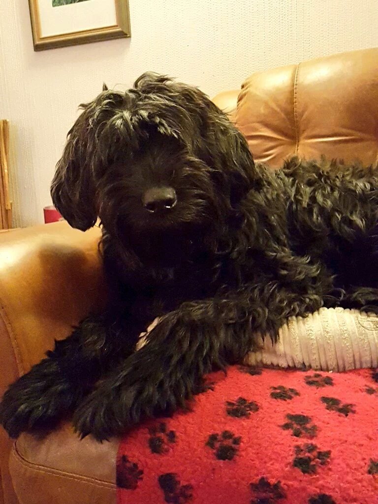 TheWagilyTail's tweet photo. @Briardpup @BenjiTibetan @smoke_schnauzer @sweetAbby20 @LJ_doodle woof Demi, can't believe Della is 12 ! #Normuss https://t.co/GesQf7pF32