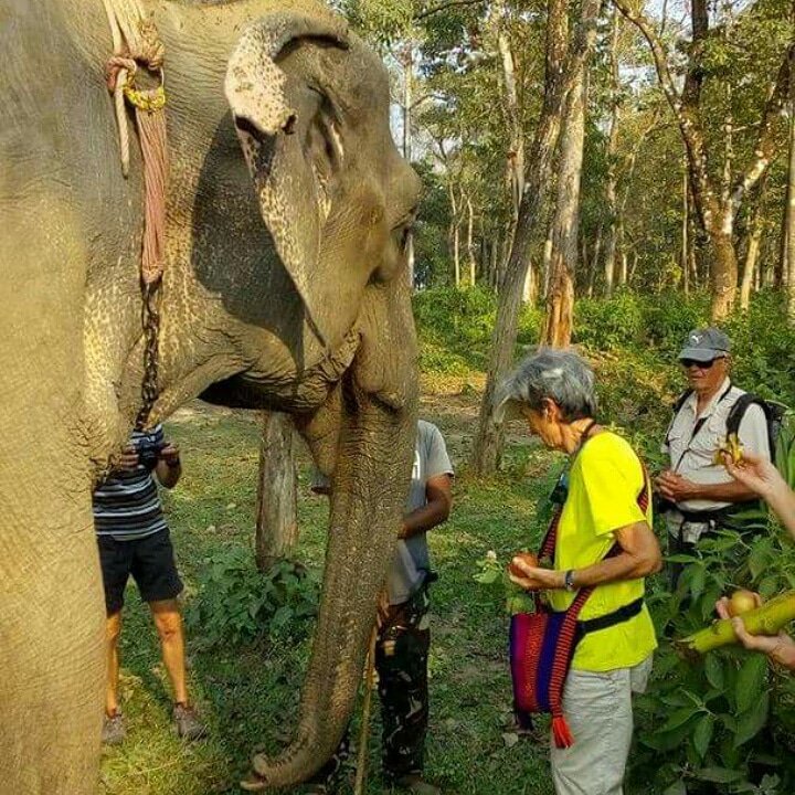 StUp4Elephants's tweet photo. #ElephantHappyHour
No shackles no saddle no orders, but a treat can definitely tempt me out of the jungle …

#Nepal #Elephants #BeKindToElephants #LoveElephants #SaveElephants https://t.co/oFjBtUE2PW
