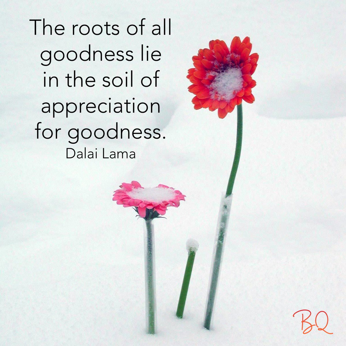 TheBQhub's tweet photo. https://t.co/zaoUwHeYGO #BodyIntelligence #BQhub #Dalailama #ConsciousCreating #RelaxedOpen https://t.co/EpnKjrKmuv