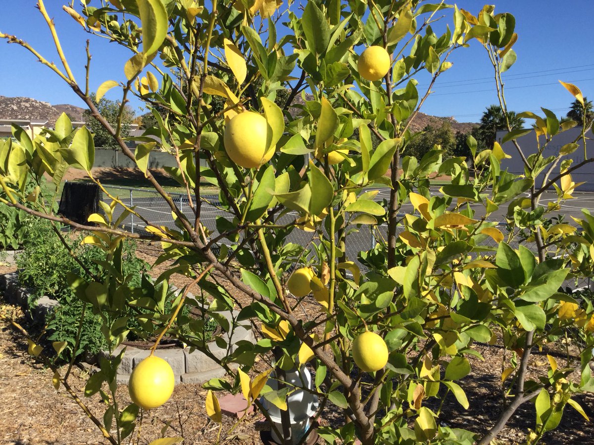 First tomatoes and lemons at S. Success Program #ssdchat #santeesd