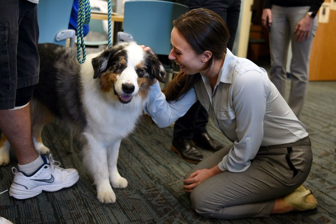 US college introduces therapy dogs to reduce medical students’ stress