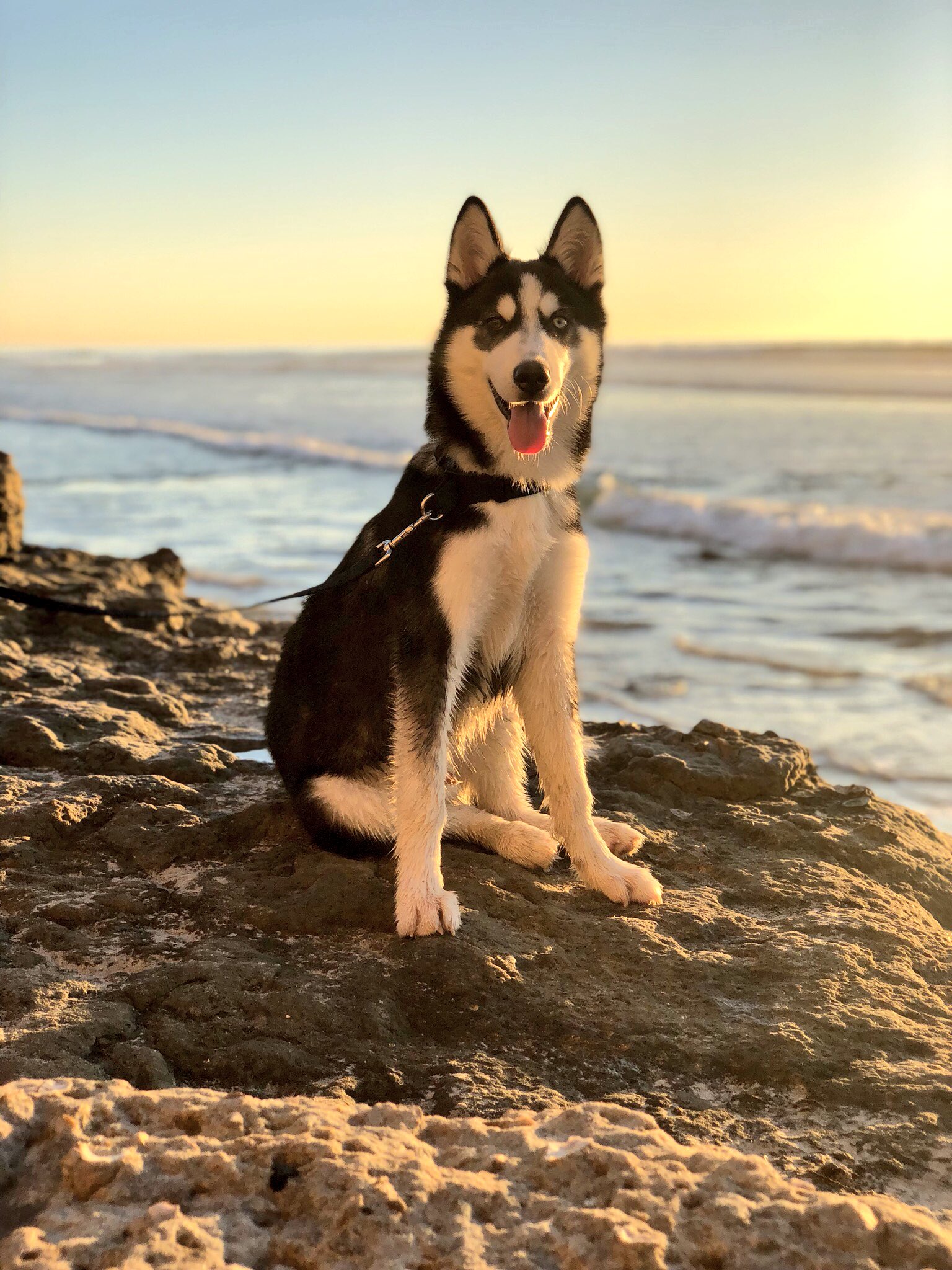 Cutest dog in the world sale 2017