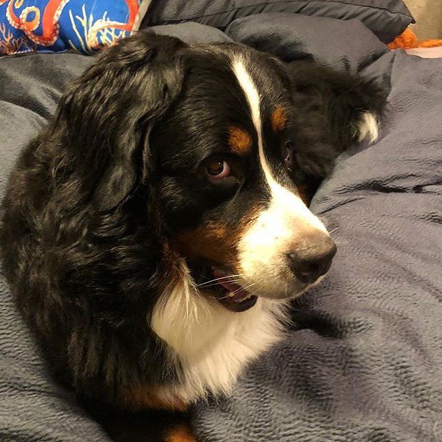 beatrixandmidge's tweet photo. What? Who? Me?? I don’t have any contraband on the bed. #bernerbrain @siegfriedthedog
.
#bernesemountaindog #bernese #berner #bmd #bernerlove #dogonthebed #ididntdoit #notabaddog #bernersennen #bernersennenhund #bmd #bernerlove https://t.co/h56dH4BUMG https://t.co/D6y3ubz7sl