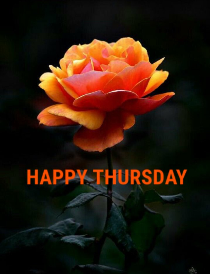 Good Morning Happy Thursday Orange Flowers