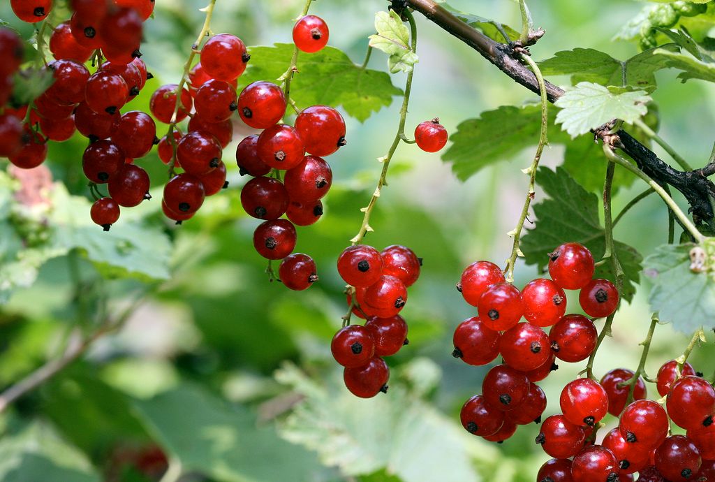 These often overlooked fruits and veggies are both packed with nutrients and indigenous to the U.S. and Canada. buff.ly/2nV1uRm #fromthearchives