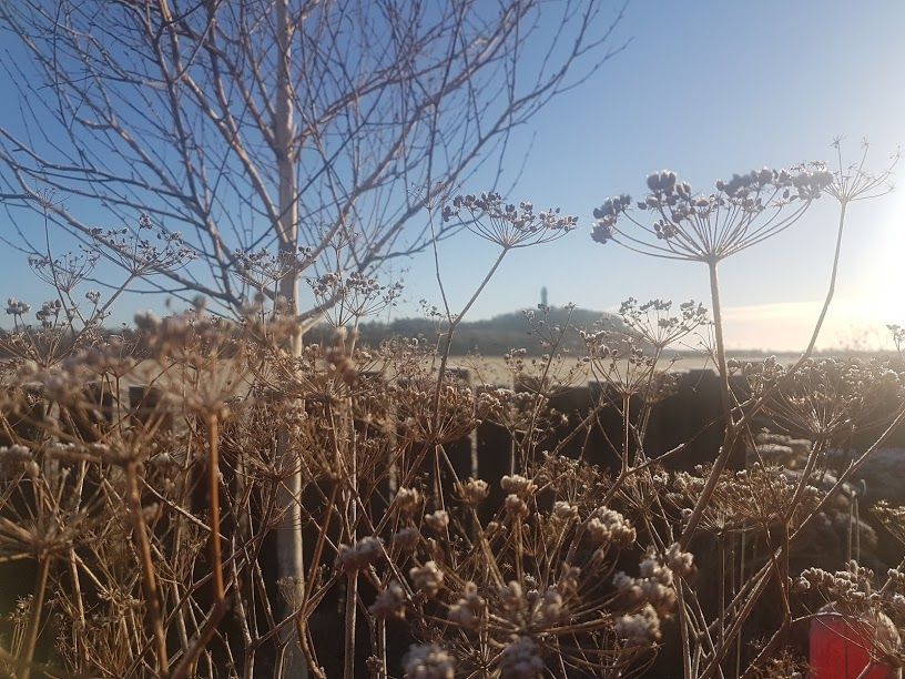 Vialii's tweet photo. Don't be tempted to cut down your seed heads once the flowers have died in Autumn. They are great for wildlife but also look wonderful in this frosty weather #wildlife #wintergarden #yearroundinterest https://t.co/ZpYxHtidm8
