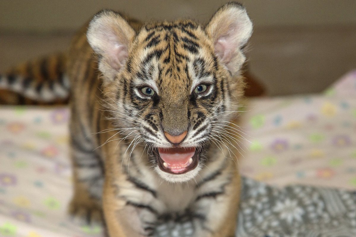 sandiegozoo's tweet photo. What do all animals have in common? Babies! From okapis to monkeys🐵, check out some of our most recent #ZooBaes @ the Zoo &amp; Safari Park. https://t.co/bpGeHhdBK0 https://t.co/JZZ6Ol3Q1o