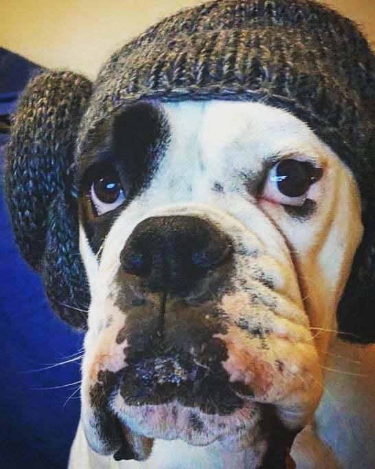TheDBLeamington's tweet photo. Biz will not be joining me for #thelastjedi tomorrow morning...even with that face. #boxer #whiteboxer #lilbastard #starwars #leia #danishpastry #usetheforks https://t.co/YdiUvG9WoT https://t.co/7aTDwxaZ9k