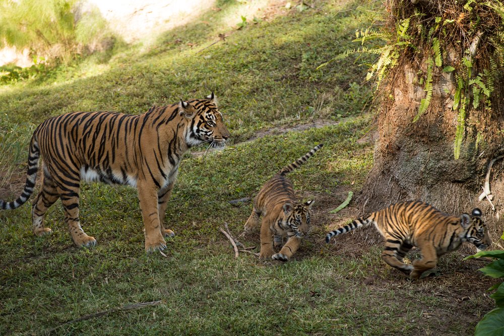 DisneyParks's tweet photo. Starting this week, guests at Disney’s Animal Kingdom may get a glimpse of the Sumatran tiger cubs on the Maharajah Jungle Trek! 🐅 https://t.co/Cavb9QyNq9 https://t.co/FcBx5XDo2j