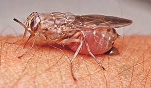 lifecycling_org's tweet photo. When #tsetse flies bite, the parasites cause confusion, sensory disturbances &amp; poor coordination in humans &amp; can be fatal if left untreated https://t.co/4pnUDEwVaQ