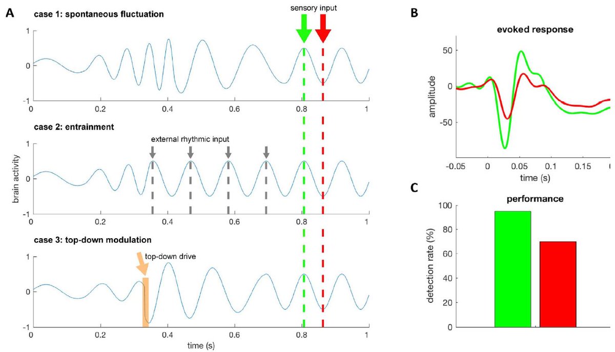 candrew123's tweet image. A must-read paper &quot;Rhythmic facilitation of sensory processing: A critical review&quot; by Saskia Haegens and Elana Zion Golumbic #entrainment #NeuralOscillation doi.org/10.1016/j.neub…