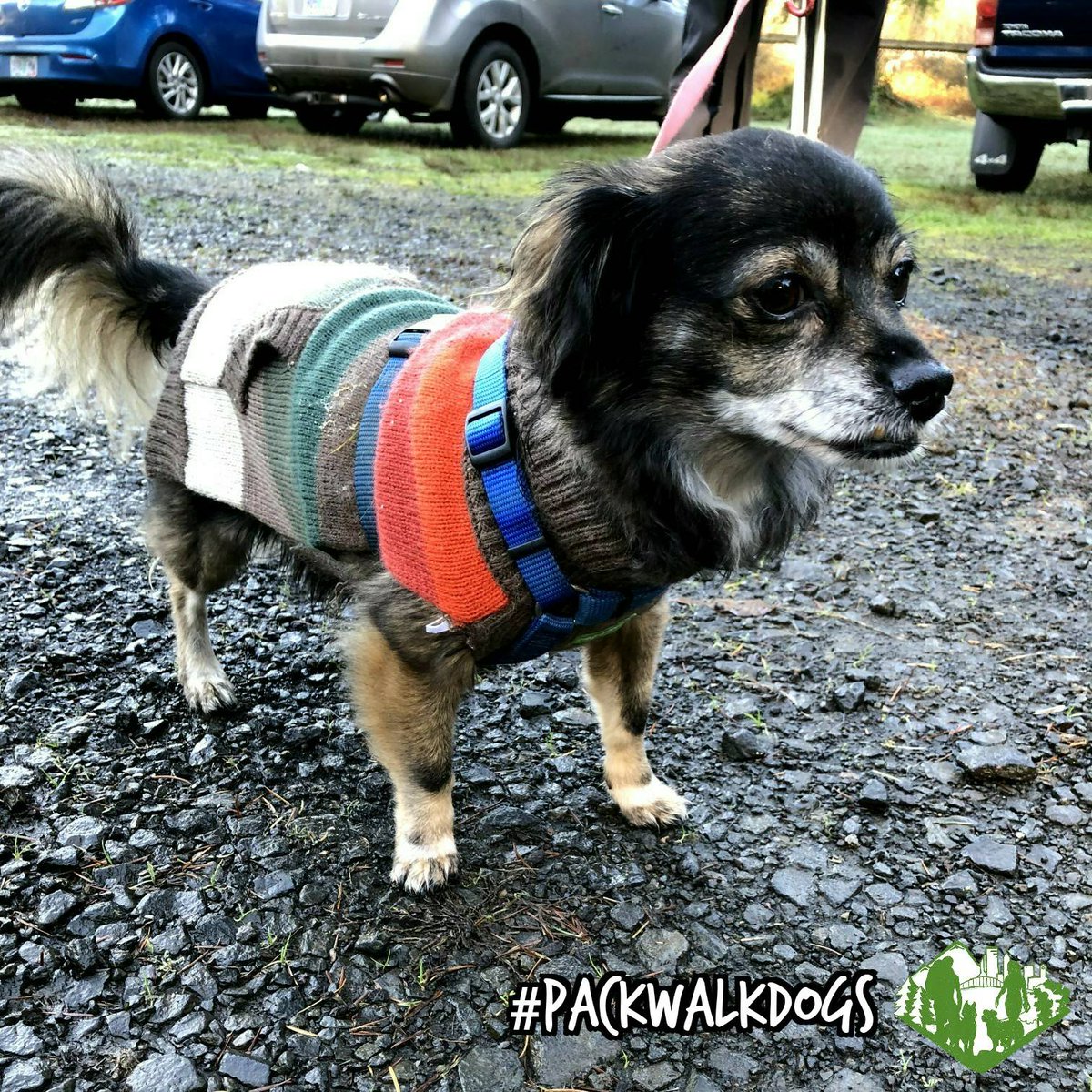 PDXPackWalks's tweet photo. Ozzy is making all the hoomans swoon over his dapper good-looks in his stylish sweater! This little guy is a real Iron Man on our #AdventureHikes! 

Wanna meet more great #doggos like Ozzy? Join us for a #PackWalk! More info:
https://t.co/83lkZhxvxV

#PackWalkDogs https://t.co/FV5N2Uvu8c