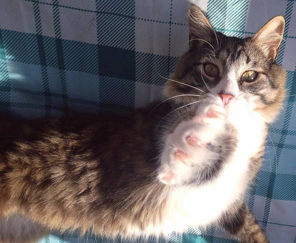 "Hi, my name is Zeca and I am your new manager. First order of business, replace the water cooler with milk. 👔🐾" #koukineko by <a href="/ze/">Stefan Hahn</a>.cat
.
Royal Kittens are curated posts of our fans interacting with us on social media. Use our hashtag to get featured!… ift.tt/2o1NuoO