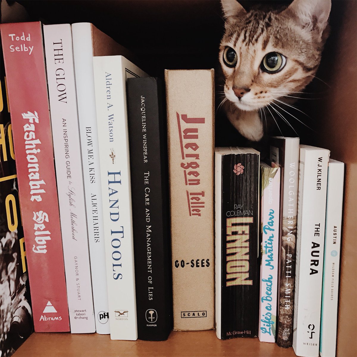 IAMS's tweet photo. .@bleubirdblog has seen Bijou’s energetic spirit come out since transitioning to Iams! 🐱 #bijouthebengal #IamsDifference https://t.co/WnMGLNWS3c
