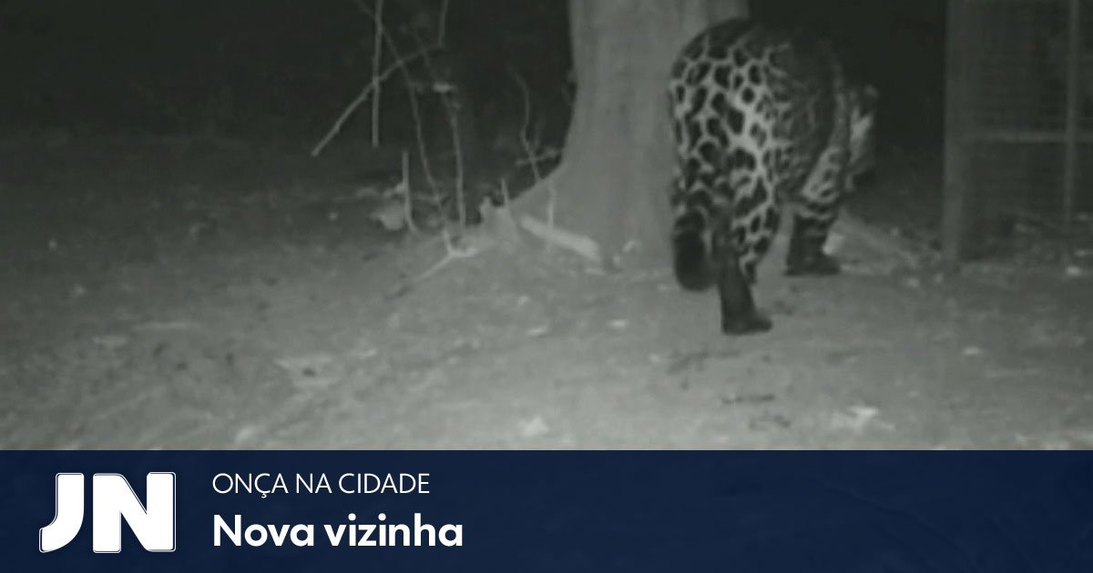 Moradores de Goiânia estão assustados com uma onça; ambientalistas vão tentar capturar o animal: glo.bo/2ASJKZR