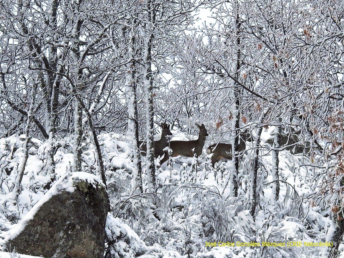 Nevada en Villanueva del Campillo (Ávila) (2) <a href="/conmimaletarosa/">conmimaletarosa</a> <a href="/Gredos_Avila/">SIERRA DE GREDOS</a> <a href="/turismodeavila/">Turismo de Ávila</a> @congresoavila <a href="/CyLesVida/">Turismo Castilla y León</a> <a href="/viajedeinterior/">Viajando por España</a> <a href="/SpainBloggers/">Viaja con Blogger</a>