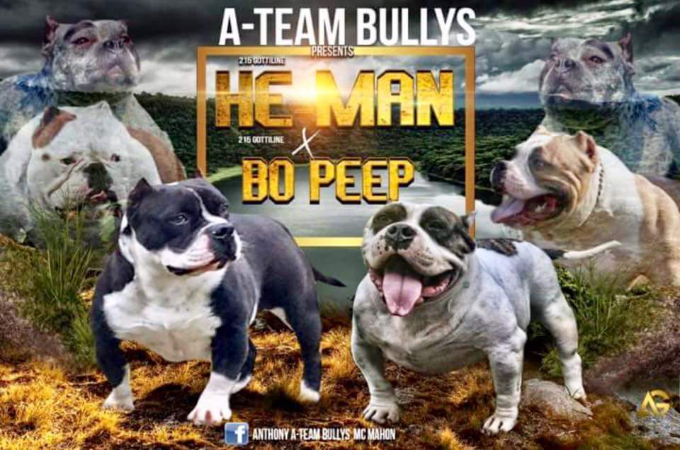 GOD_SON_KENNEL's tweet image. 5 females 2 males