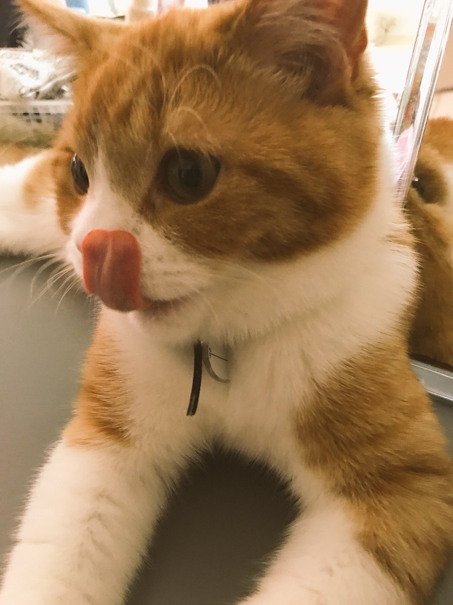 プリン 立ち耳スコ 2歳 V Twitter 夜勤明けからただいま 早速かまって攻撃で噛まれ放題 そしたら口からポロリ ん なんだ こ これは プリン乳歯が抜けたの きゃーーーー 歯も大人に近づいてるのね スコティッシュ プリン 立ち耳スコ 2歳 V Twitter 夜勤明けからただいま 早速かまって攻撃で噛まれ放題 そしたら口からポロリ ん なんだ こ これは プリン乳歯が抜けたの きゃーーーー 歯も大人に近づいてるのね スコティッシュ