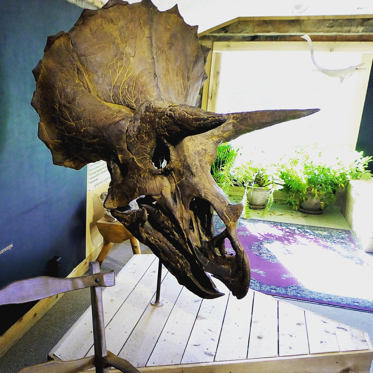 fwelltraveled's tweet photo. This triceratops skull @MorrisonMuseum is pretty spectacular! #fossils #morrisonco https://t.co/FkUehzqI4y