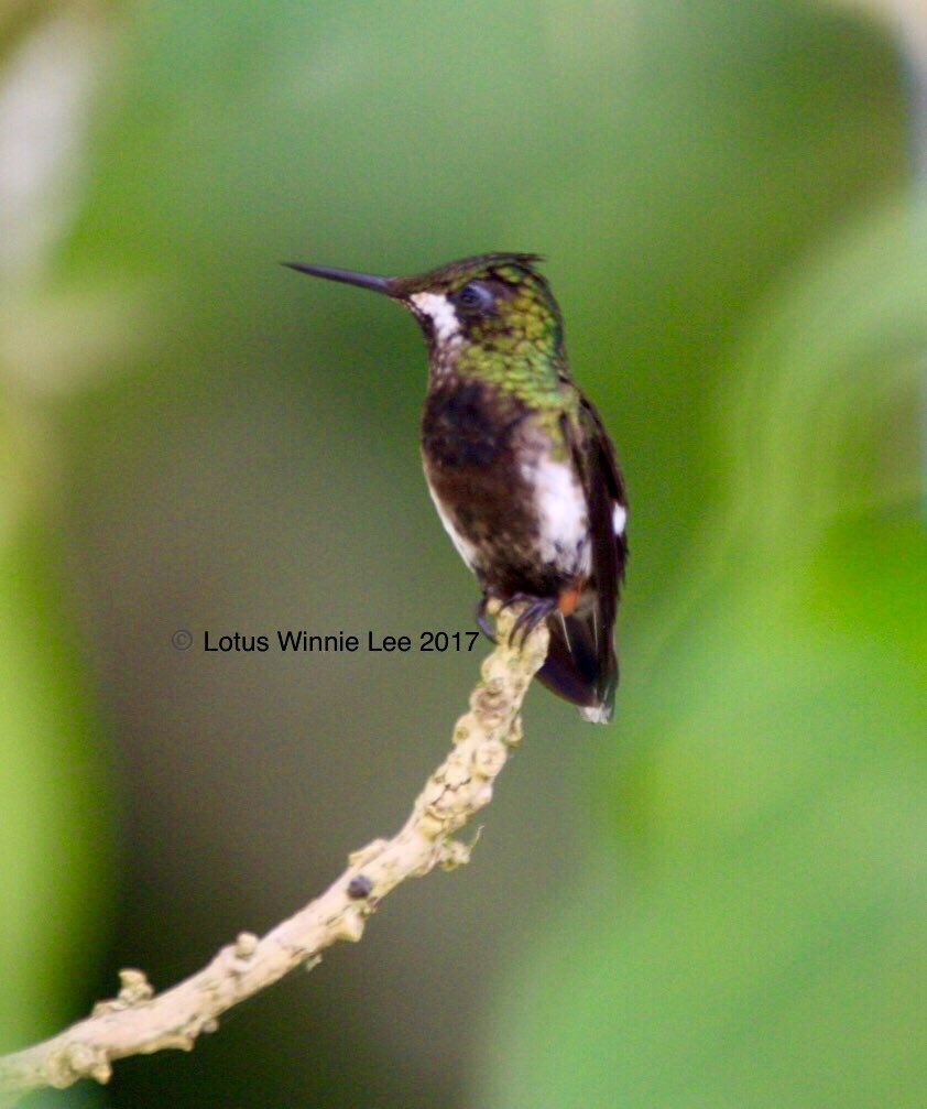 Cute little #femalebootedrackettailhummingbird in Andean mountain forests of East Ecuador. She doesn’t have the long wire hairdo and long stream tail that the male has but she is still very adorable! #bootedrackettail #hummingbird #birds #birdwatching #birdingtrip #wildlife