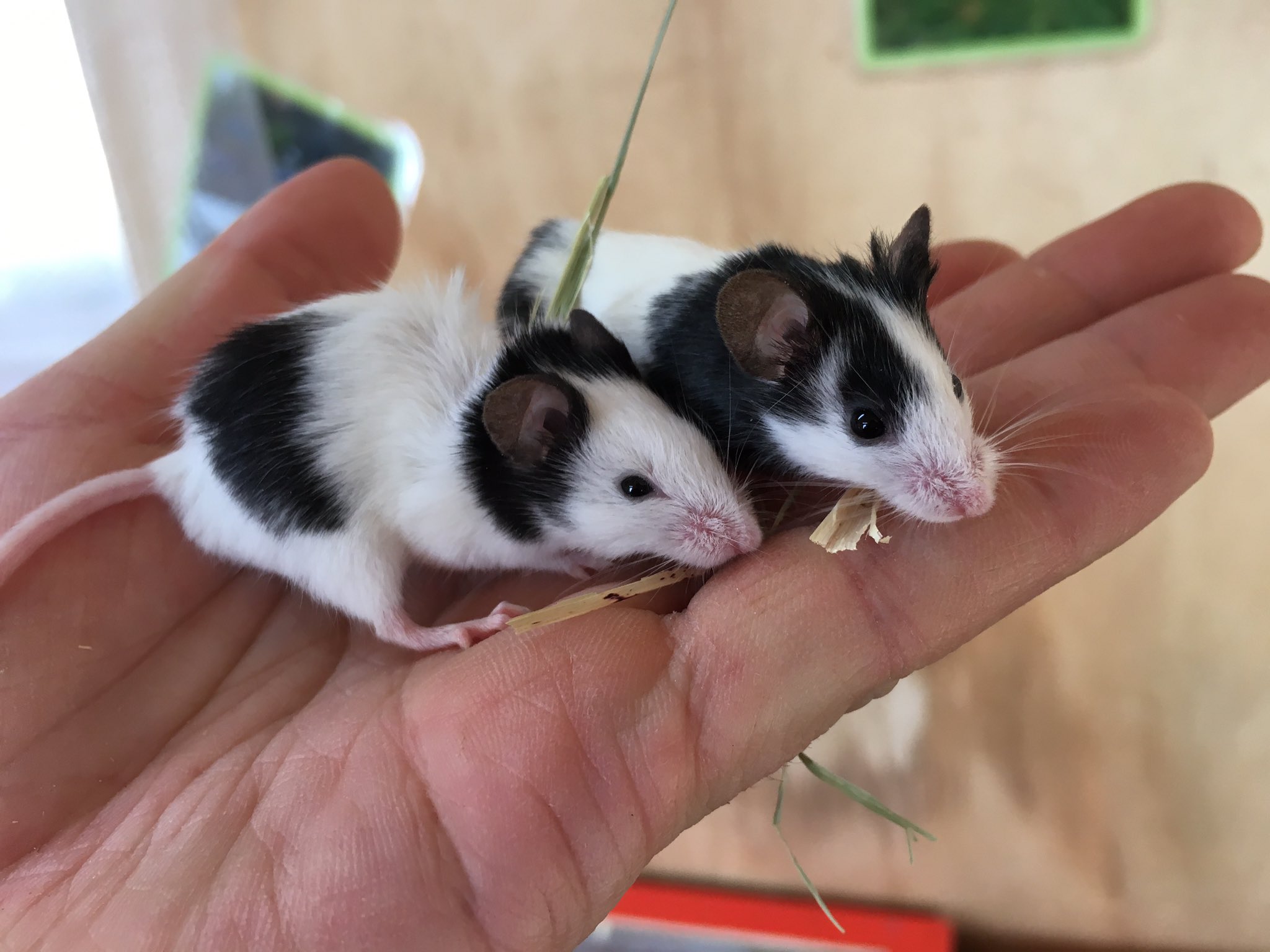 恵那峡ワンダーランド 公式 今日も朝は冷え込んでいます そして今日 紹介する動物はこちら 動物ふれあい広場 動物紹介 No 5 パンダマウス 現在17匹ほど飼育中 今朝 見に行ったら新しく赤ちゃん産まれてました 艸 大人になっても指に乗れ