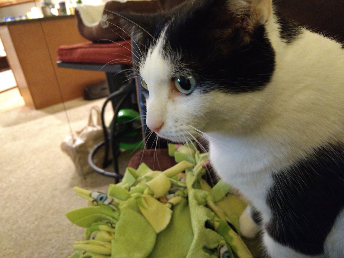 Mom has been seeing another cat. I can smell the other cat on her and I found this pic on her phone. What do I do?