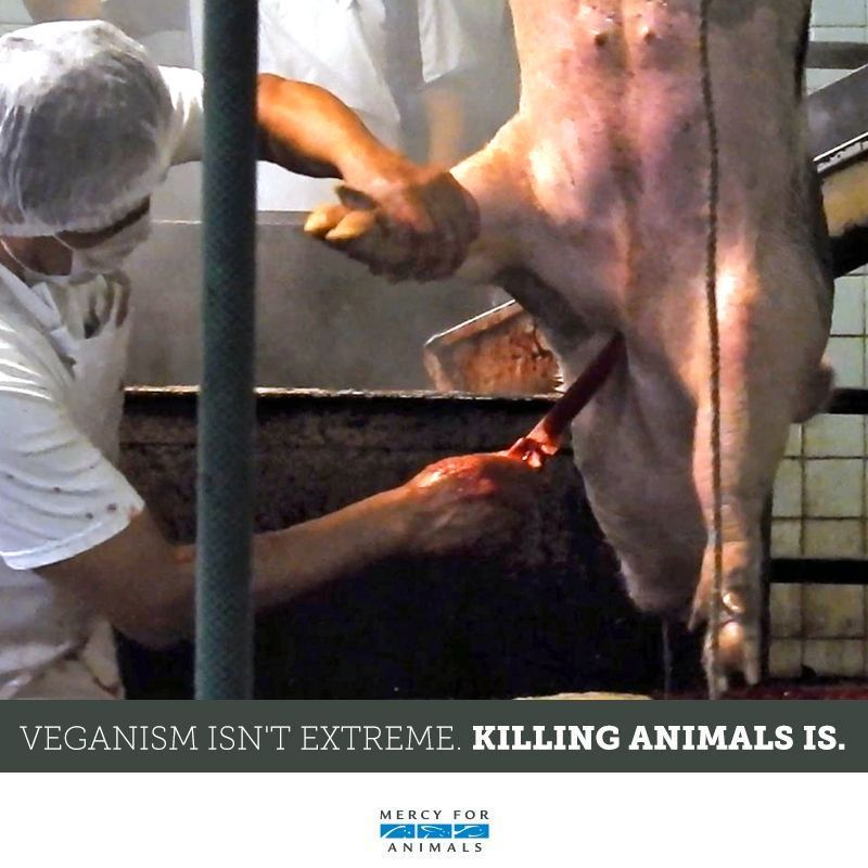 MercyForAnimals's tweet photo. Veganism isn't extreme. Killing animals is. ❌ https://t.co/K3gEAvH5fx