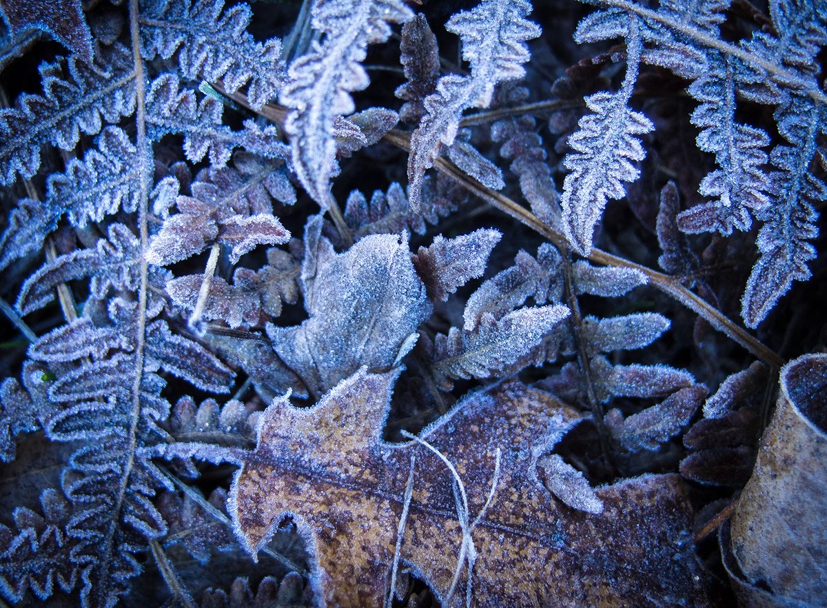 Yosemite takes on a blue hue for the year. The last golden pockets of autumn light are amplified in the cold morning. The whole park seems to be beginning the descent into hibernation today.
What winter adventures are you looking forwards to in the park?