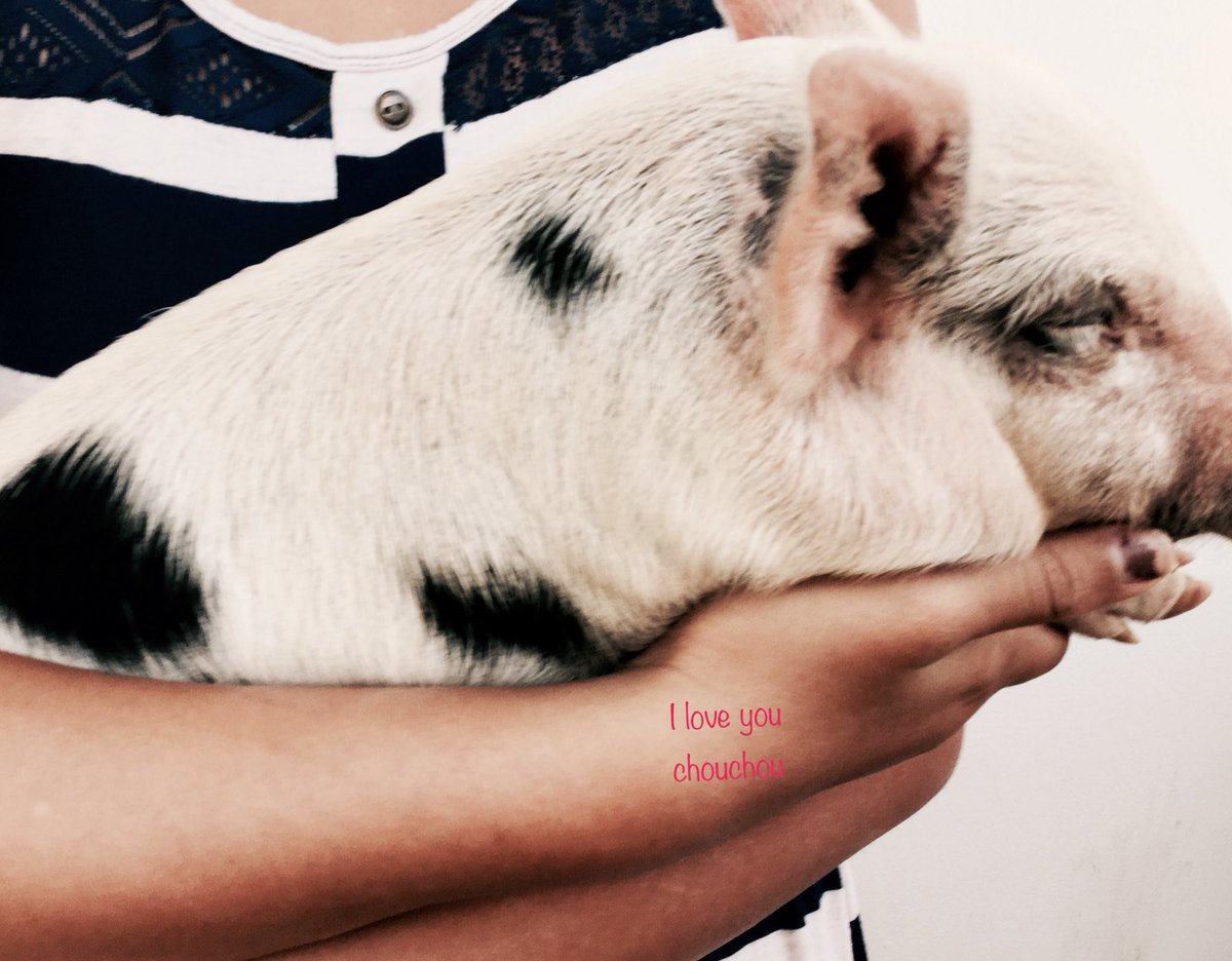 Ikeani3's tweet photo. Hinata’s pigs so cute @hinata_sham https://t.co/fZNw6f4YhP