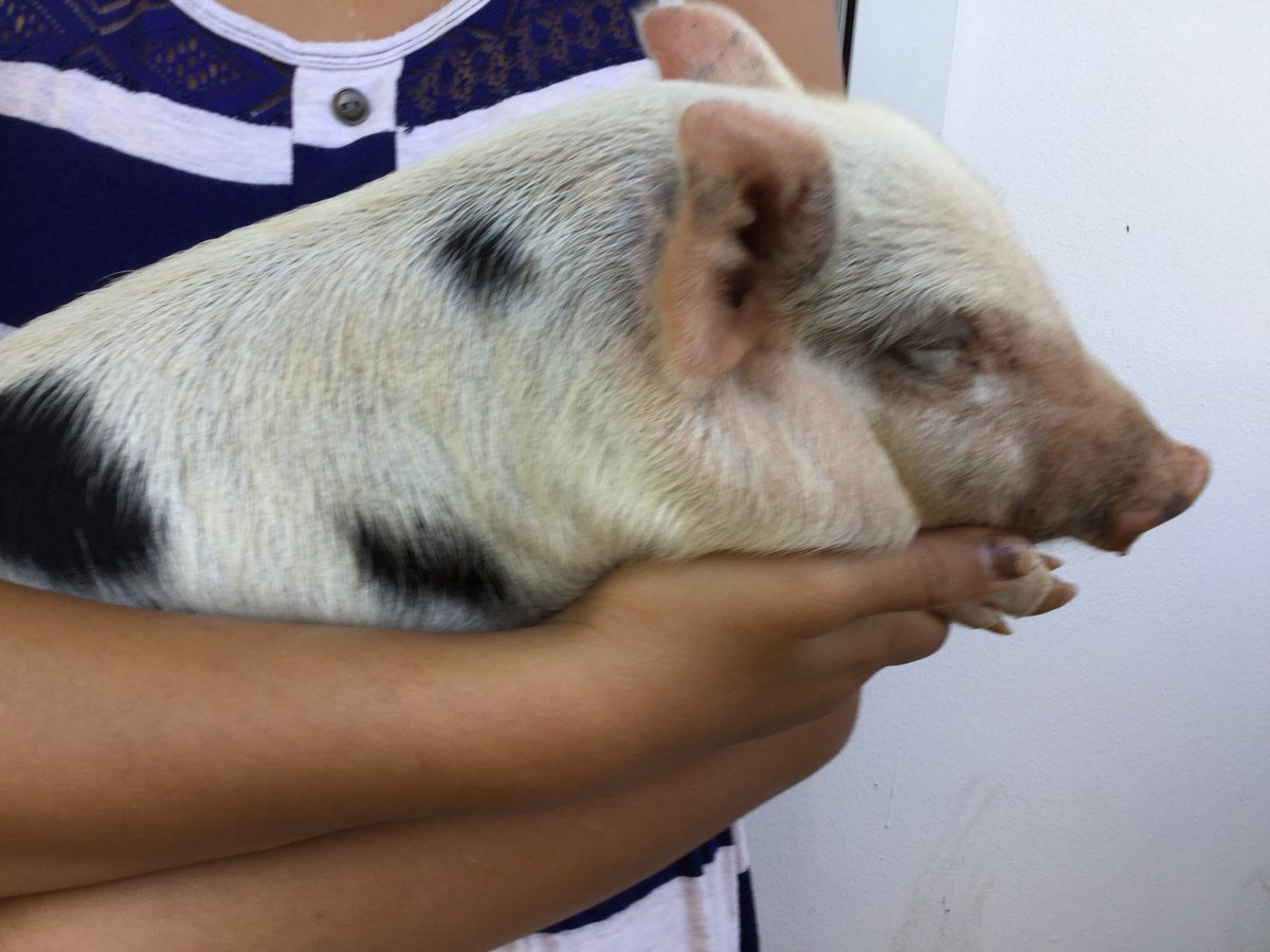 Ikeani3's tweet photo. Hinata’s pigs so cute @hinata_sham https://t.co/fZNw6f4YhP