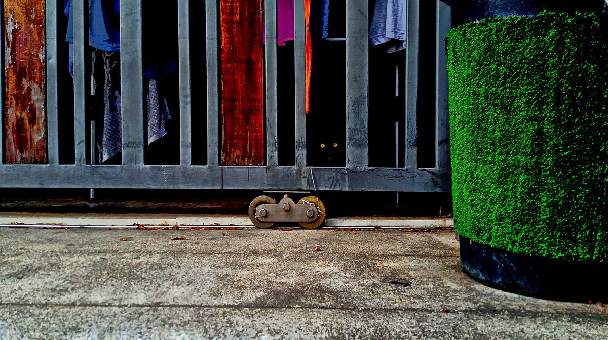 InThaime's tweet photo. “What road do I take?”
The cat asked, “Where do you want to go?”
“I don’t know,” Alice answered.
“Then,” said the cat, “it really doesn’t matter, does it?” - #photography #Bangkok #LewisCarroll #CheshireCat #Cats #Pets #quotes #Darkness #Light #Eyes https://t.co/1lALRGZ4j4