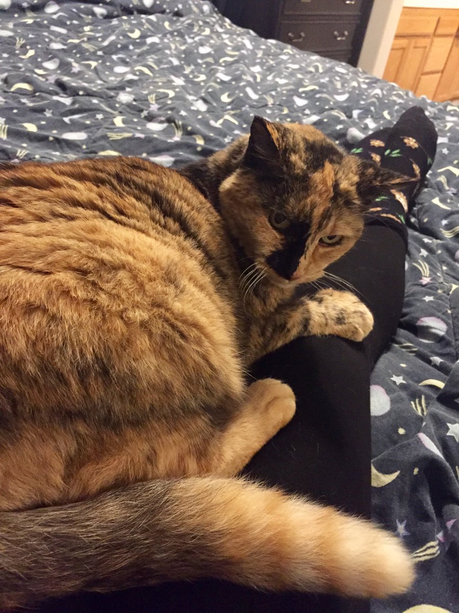 ScorpioLisaM's tweet photo. Snickers has claimed my lap. I dare not move. #SnickersTheFat #catwithextratoes #catonlap https://t.co/oH0iq0TPnW