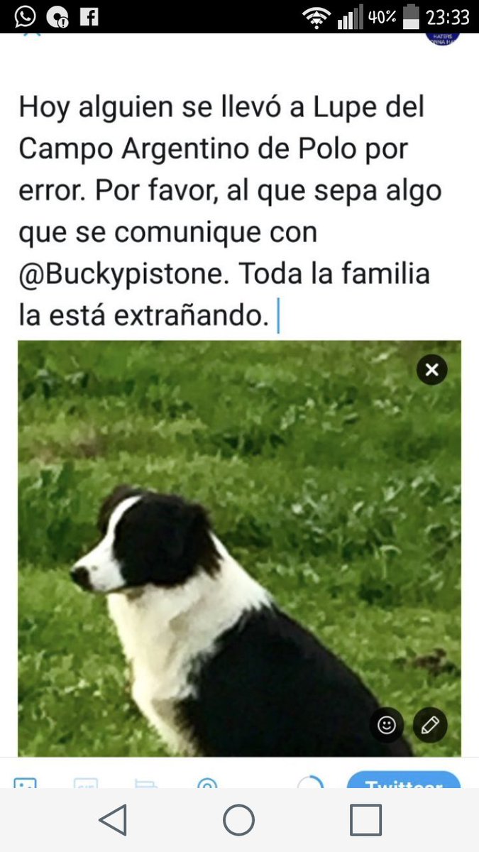 Copa Potrillos (@copapotrillos) on Twitter photo 