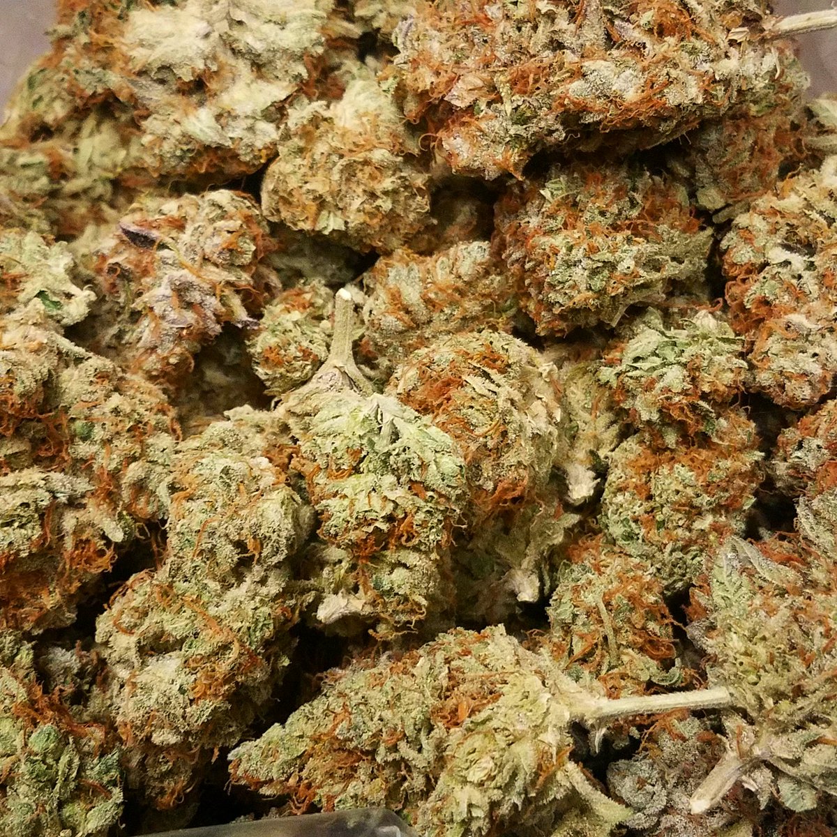 MrNiceGuySpring's tweet photo. Scope this Lemon OG from @goshangocannabis πππ Its a POTENT Indoor Sativa with 24% THC! Talk about zest! ππ³π
.
.
#HiCascade #highlife #lemonog #goshango #shango #indoor #topshelf #dispensary #cannabisphotography #cannabis #oregonsmokers #ommp #weshouldsmoke #sativa https://t.co/pr022KQMCP