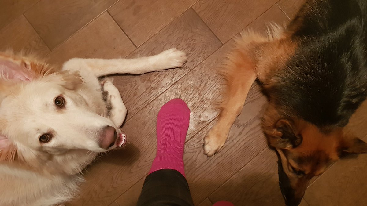 melstardesigns's tweet photo. Advent day 1 was socks...so toasty warm. I think niska approves 😉 #AdventCalendar #cosy #suprisegifts #December1st https://t.co/2SzYMFXiZZ