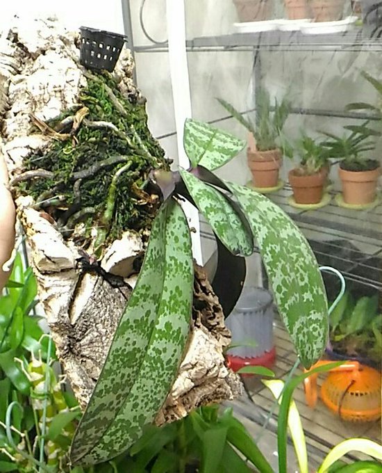 森水木のラン屋さんのtwitterイラスト検索結果