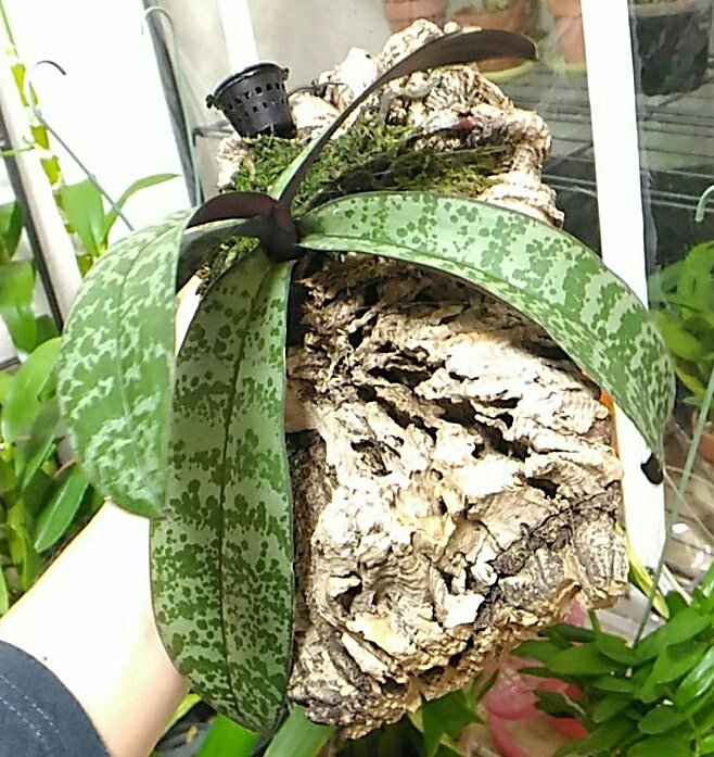 パピルス Sur Twitter 鉢植えの時は調子悪かったけどコルクに着生 させたらここまで元気になりました 鉢植えだと空気が足りないんだろうなぁ シレリアナのピンクバタフライ 胡蝶蘭ね 森水木のラン屋さん 自分メモ パピルス Sur Twitter 鉢植えの時は調子悪かったけどコルクに着生 させたらここまで元気になりました 鉢植えだと空気が足りないんだろうなぁ シレリアナのピンクバタフライ 胡蝶蘭ね 森水木のラン屋さん 自分メモ