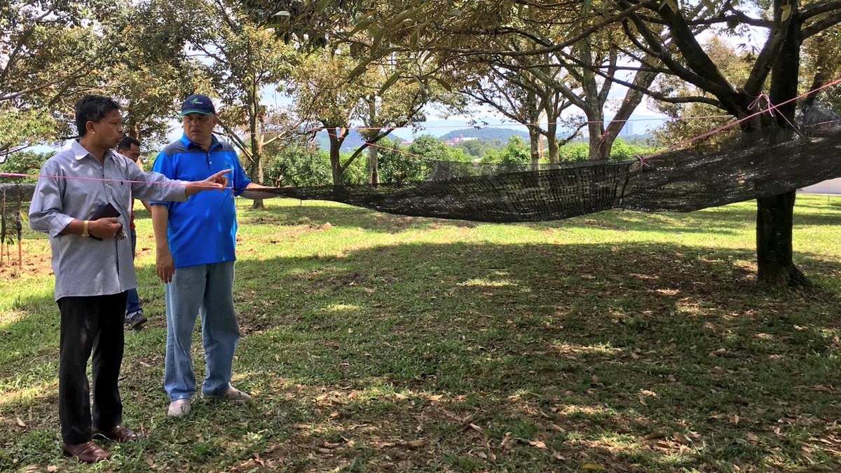 myDOA_HQ's tweet photo. Turut dibawa melawat ke ladang durian Kompleks Pertanian Serdang. Pemasangan jaring dibawah pokok durian banyak membantu mengkalkan kualiti buah. #OurFoodOurFuture #MY1DOA https://t.co/XAc3U0XTtL