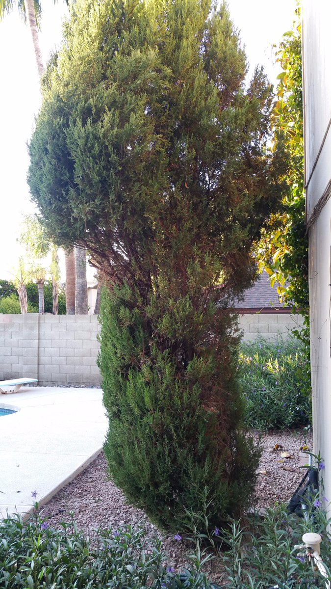 JarrelJustin's tweet photo. I asked my dad if he was finished trimming his italian cypress tree. He asked why and explained that he couldn't reach any higher... I laughed. #TreesRFunny #FunnyToMe https://t.co/FZhvxhAXjR
