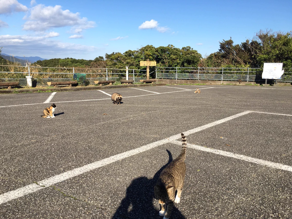 猫がたくさんいる駐車場に異変が？！猫じゃない子が混ざってるww