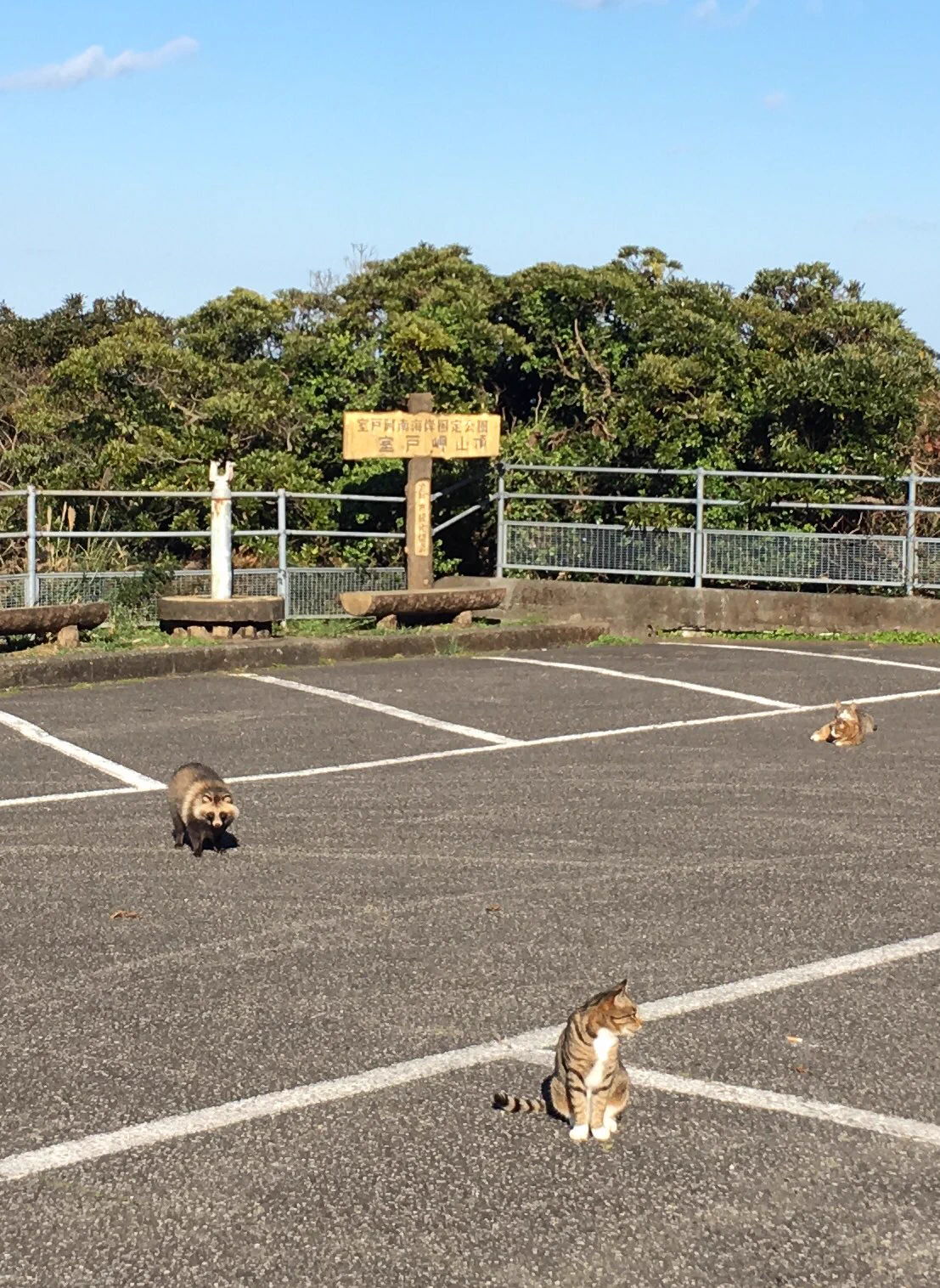 猫がたくさんいる駐車場に異変が？！猫じゃない子が混ざってるww
