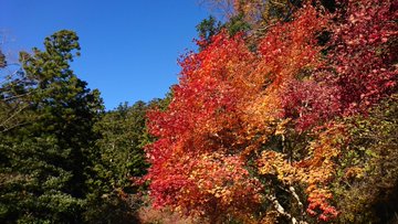愛知 鳳来寺山 の紅葉まつりが美しい 駐車場やライトアップは アクセスも Toukainews