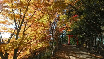 愛知 鳳来寺山 の紅葉まつりが美しい 駐車場やライトアップは アクセスも Toukainews