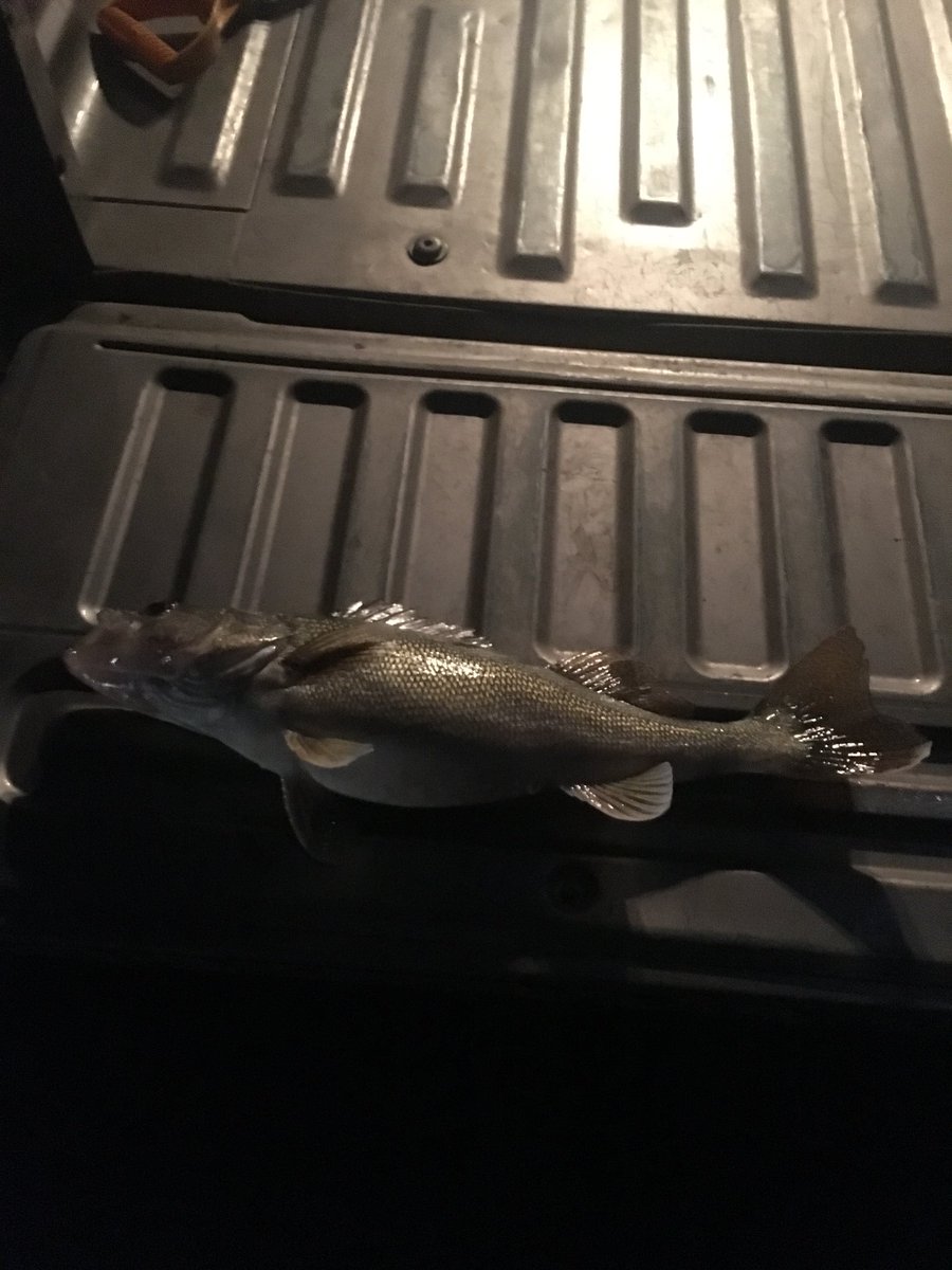 Cbunks23's tweet photo. @DakotaAngler Long rods not quite done yet....2 at 29” #mooneyes https://t.co/5kMVIueuAD