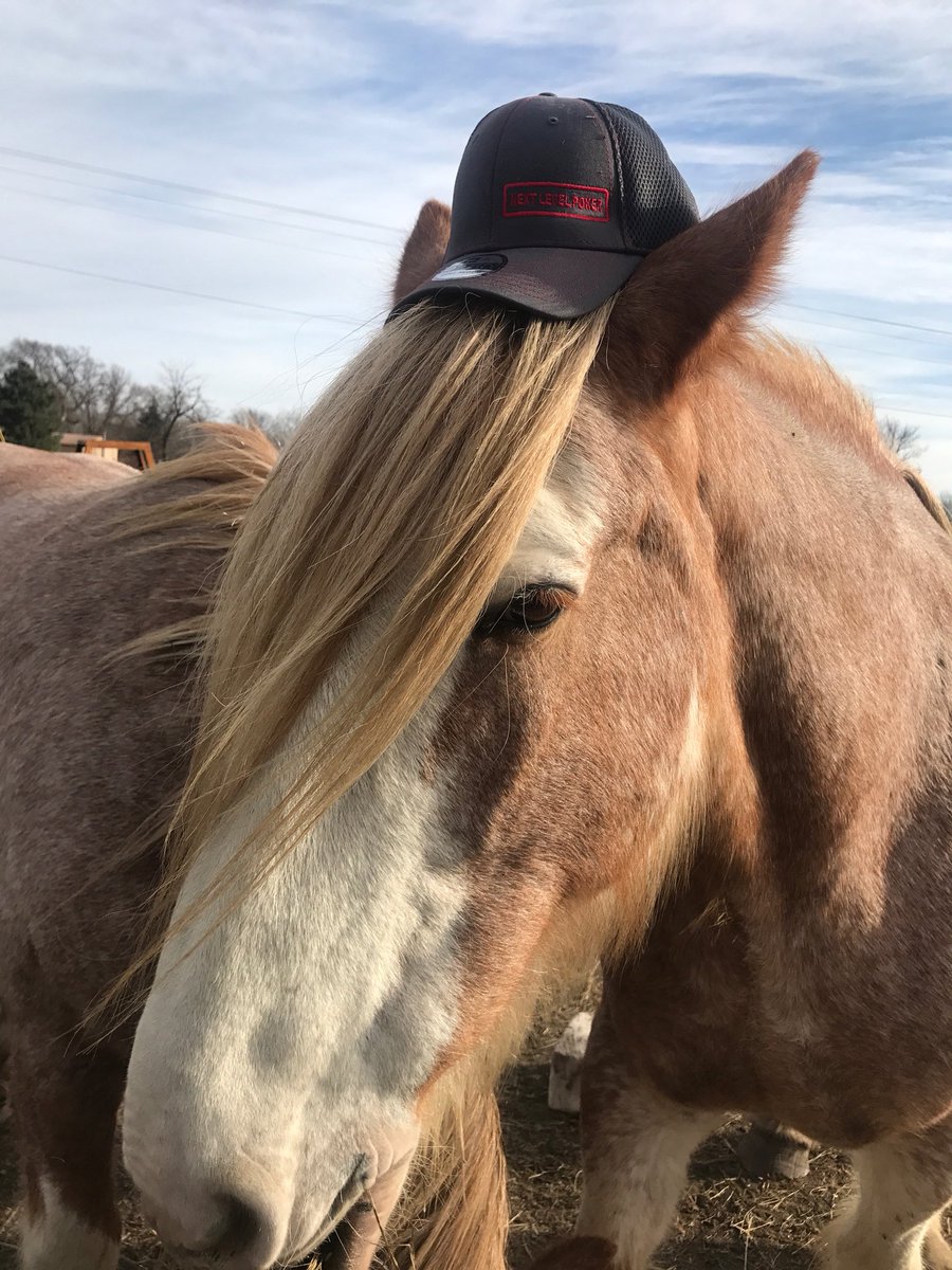 NextLevelAbby's tweet image. I befriended a Clydesdale who also  likes hats. He pulls people for charity in Mankato. You should visit him. kiwanisholidaylights.com 
#KiwanisHolidayLights