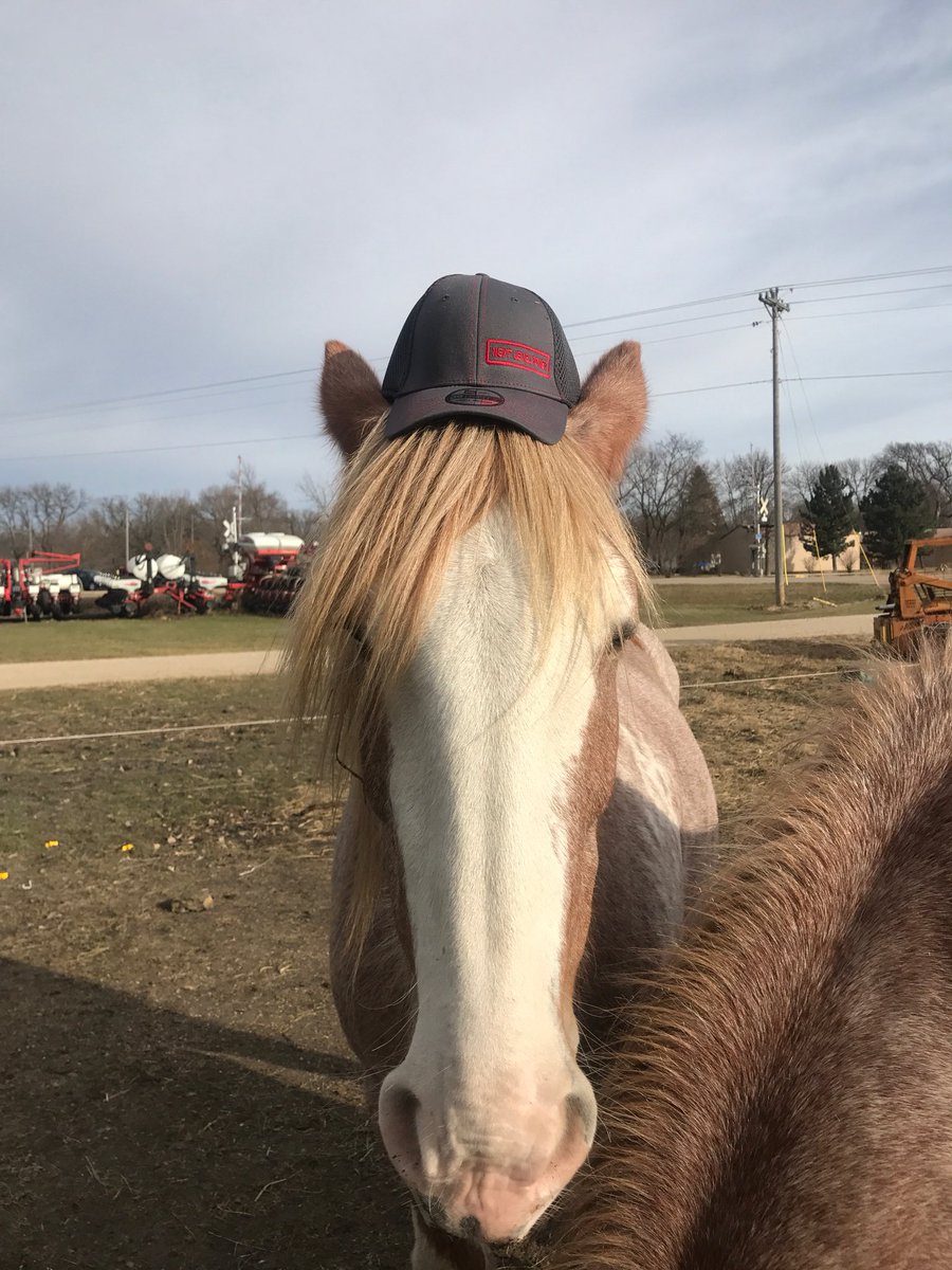 NextLevelAbby's tweet image. I befriended a Clydesdale who also  likes hats. He pulls people for charity in Mankato. You should visit him. kiwanisholidaylights.com 
#KiwanisHolidayLights